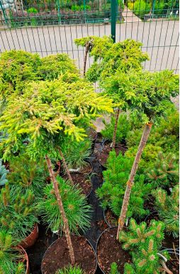 Можжевельник обыкновенный Голдшатц на штамбе (Goldschatz Pa)