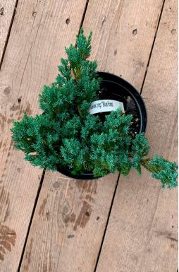 Можжевельник горизонтальный Блю Форест (Blue forest)