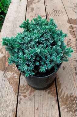 Можжевельник чешуйчатый Блю Стар (Blue star)