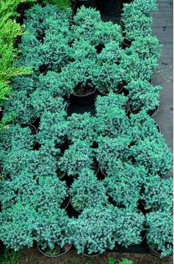 Можжевельник чешуйчатый Блю Стар (Blue star)