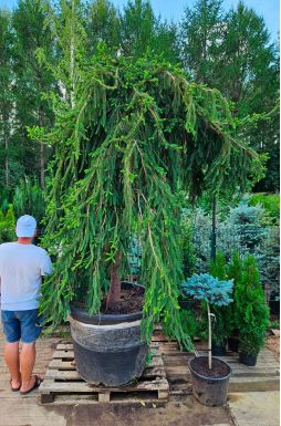 Ель обыкновенная Инверса (Inversa)