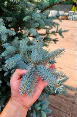 Ель колючая Эдит (Edith)