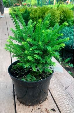 Ель сербская Карел (Karel)