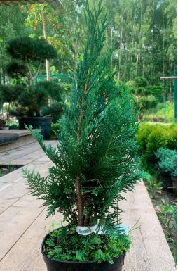 Кипарисовик Лавсона Колумнарис (Columnaris)