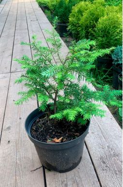 Тсуга канадская 