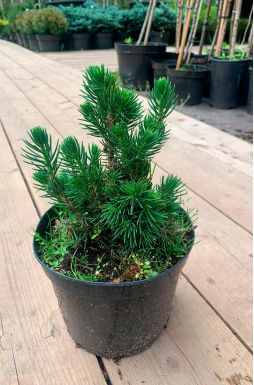 Ель обыкновенная Томпа (Tompa)