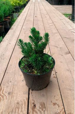 Ель обыкновенная Томпа (Tompa)