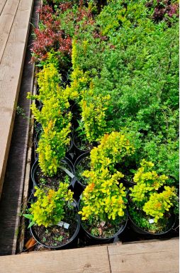 Барбарис тунберга Голден Рокет (Golden Rocket)