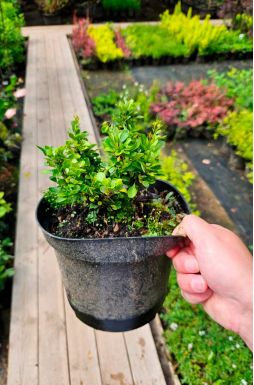 Барбарис тунберга Кобольд (Kobold)