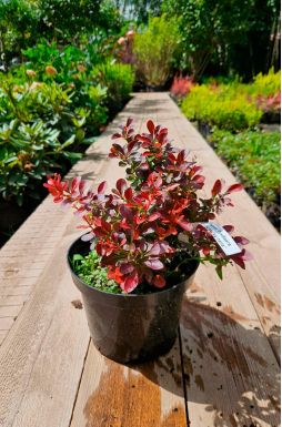 Барбарис тунберга Атропурпуреа Нана (Atropurpurea Nana)