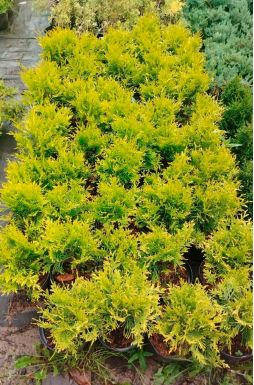 Туя западная Голден Глоб (Golden Globe)