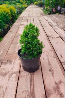 Ель канадская Альберта Глобе (Alberta globe)