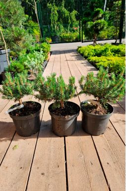 Сосна горная Хампи (Humpy)