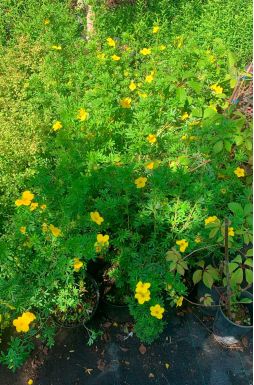 Лапчатка Кустарниковая Голдстар (Goldstar)