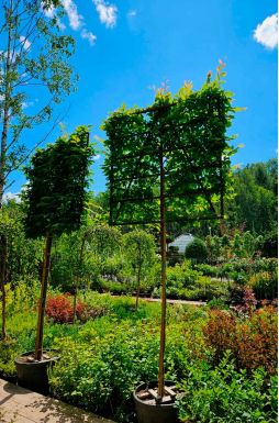 Шпалер из граба