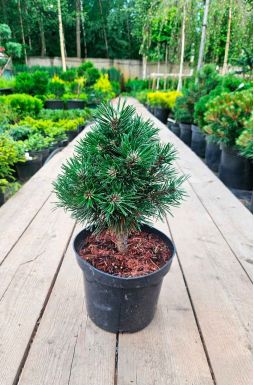 Сосна горная Шервуд Компакт (Sherwood Compact)