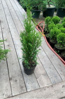 Туя западная Колумна (Columna)