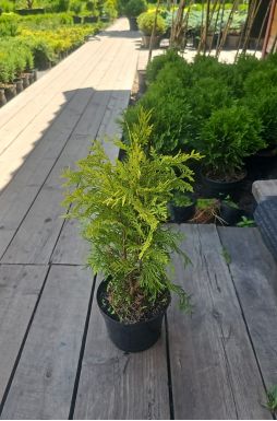 Туя западная Санкист (Sunkist)