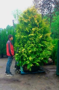 Туя западная Санкист (Sunkist)