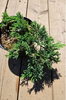 Можжевельник горизонтальный Вилтони (Wiltonii)