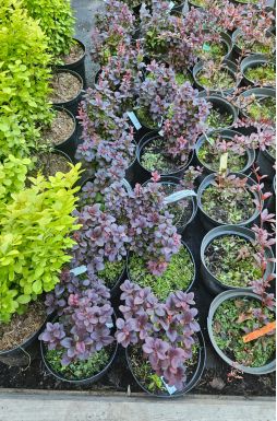 Барбарис тунберга Конкорд (Concorde)