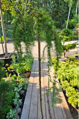 Лиственница японская Стифф Випер (Stiff Weeper Pa)