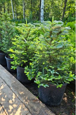 Пихта корейская Сильберлок (Silberlocke)