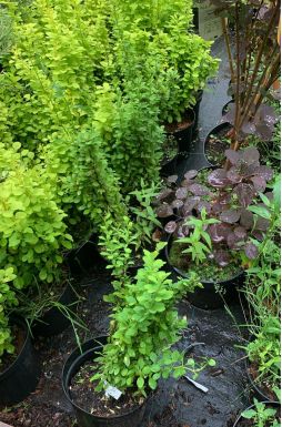 Барбарис тунберга Эректа (Erecta)