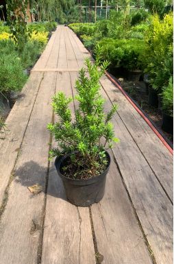 Тис средний Войтек (Wojtek)