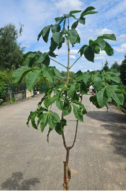 Каштан конский розовый Бриотти (Briottii)