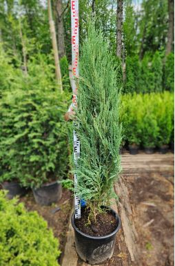 Можжевельник скальный Блю Эрроу (Blue arrow)