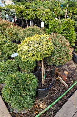 Ель сербская Певе Тиджин на штамбе (Peve Tijn Pa)