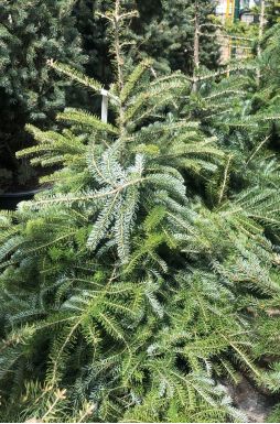 Пихта корейская