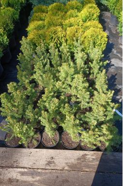 Ель колючая Кэйбаб (Kaibab)