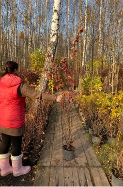 Пузыреплодник калинолистный Диабло (Diabolo)