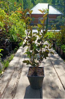 Пузыреплодник калинолистный Ред Барон (Red Baron)