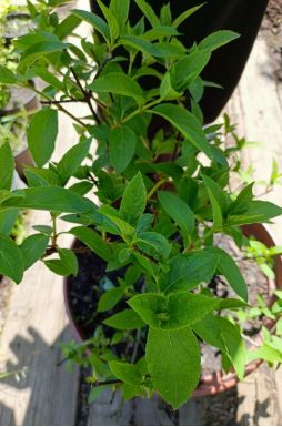 Гортензия метельчатая Пинк Даймонд (Pink Diamond)