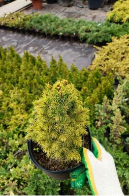 Ель канадская Рэйнбоуз Энд (Rainbows end)