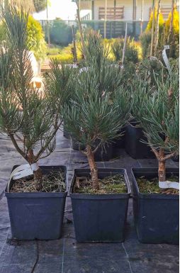 Сосна обыкновенная Ватерери (Watereri)