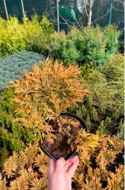 Можжевельник горизонтальный Лайм Глоу (Lime glow)