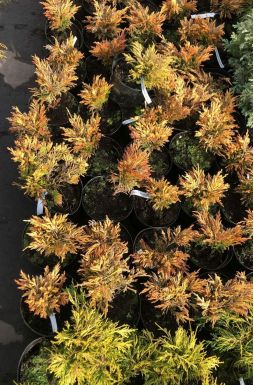 Можжевельник горизонтальный Лайм Глоу (Lime glow)