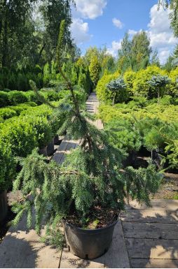 Ель сербская Пендула Брунс (Pendula Bruns)